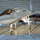 Illustration for article titled Americas Secret Airline Flies Non-Stop To Area 51